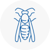 Market Harborough Wasp Nest Removal